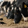 Cows Infected with Bird Flu