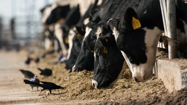 Cows Infected with Bird Flu