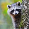 Rabid Raccoon Confirmed in N.J. Neighborhood, State Reports