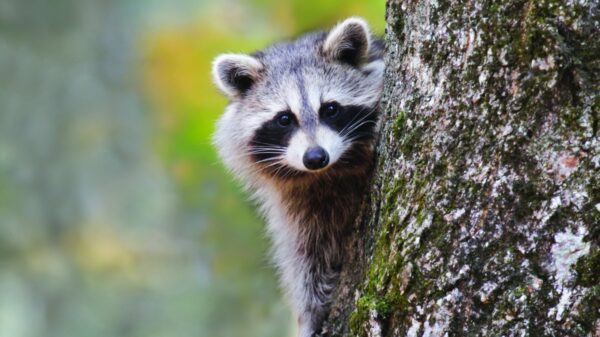 Rabid Raccoon Confirmed in N.J. Neighborhood, State Reports