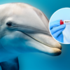 Identified in Dead Florida Dolphin: Highly Pathogenic Bird Flu