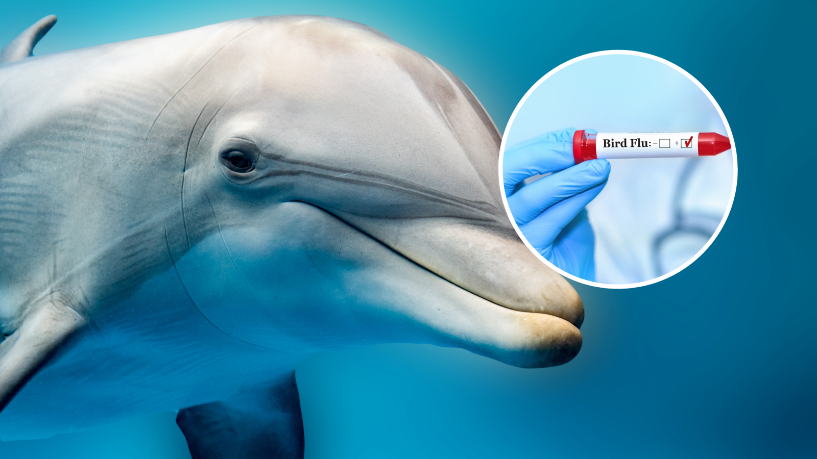 Identified in Dead Florida Dolphin: Highly Pathogenic Bird Flu