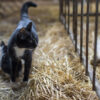 Milk from Bird Flu-Infected Cows, More than Half of Cats Died