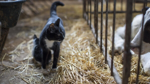 Milk from Bird Flu-Infected Cows, More than Half of Cats Died