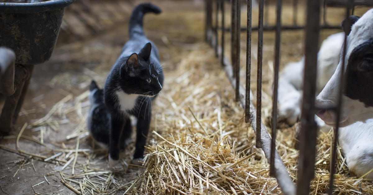 Milk from Bird Flu-Infected Cows, More than Half of Cats Died